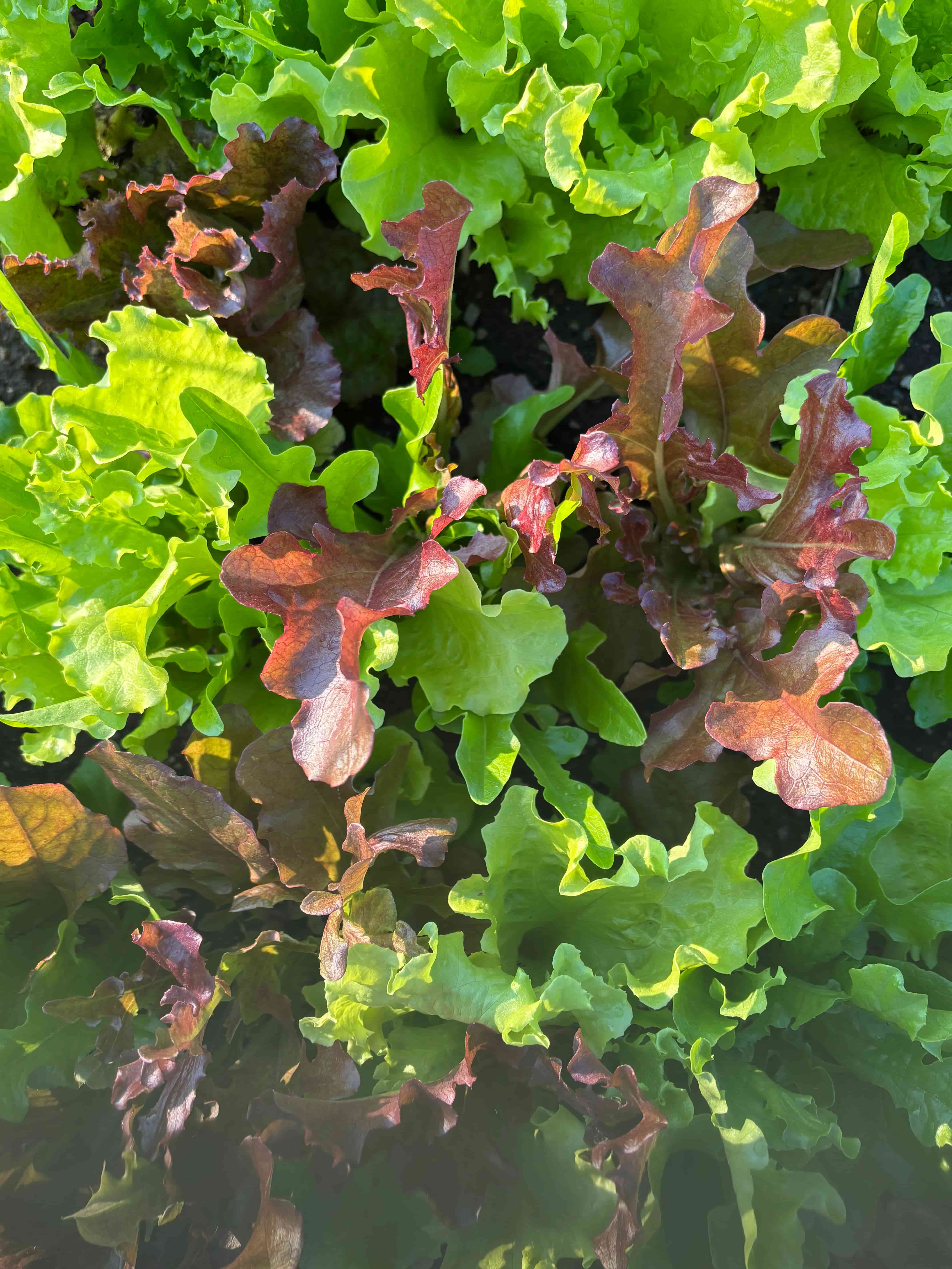 Fresh leafy produce growing in a raised bed.